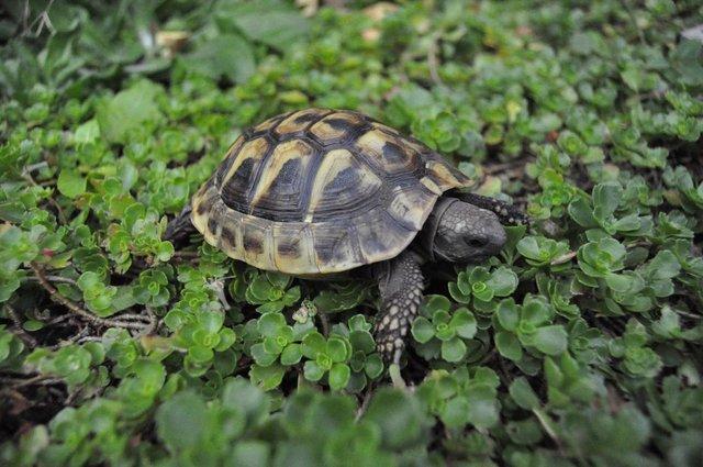 Image 1 of Speedy, the three year old Hermann's tortoise is for sale