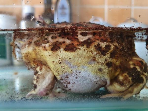 Image 4 of Pac man frog horned frog female