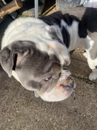 Image 3 of Old English bulldog in need of new home.