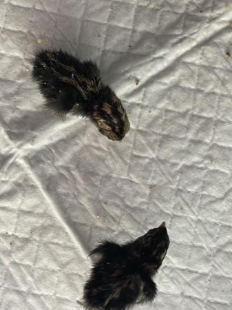 Image 4 of Coturnix quail 3 days old £4 each