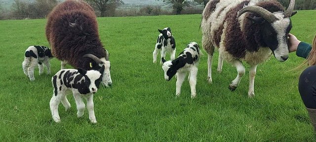 Preview of the first image of Flock starters, ewes with lambs at foot.