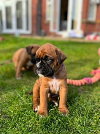 Image 7 of Stunningly Perfect 6 week old KC Pedigree Boxer puppies.
