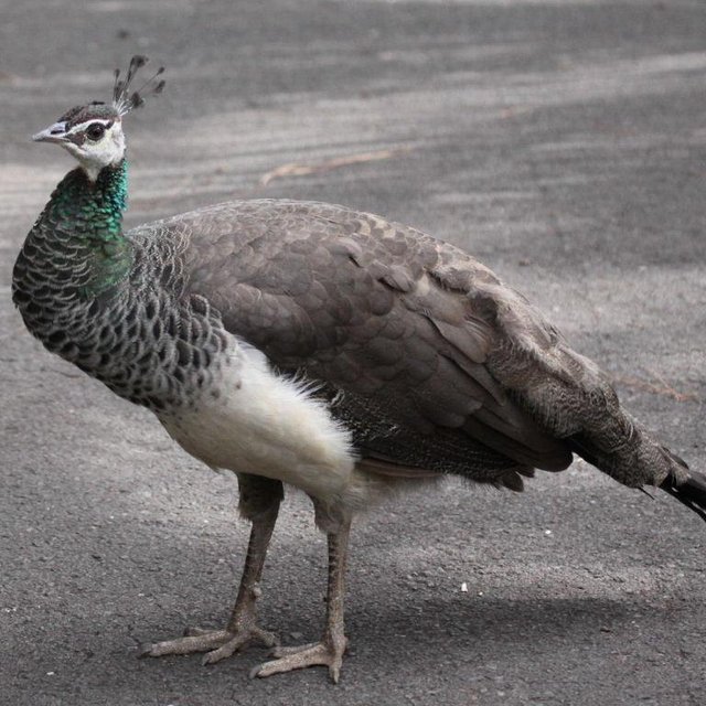 Preview of the first image of Indian Blue Female Peahen 1 year old.
