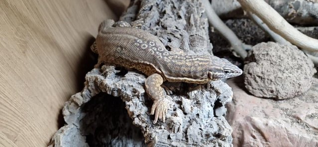 Preview of the first image of proven male yellow ackie monitor.