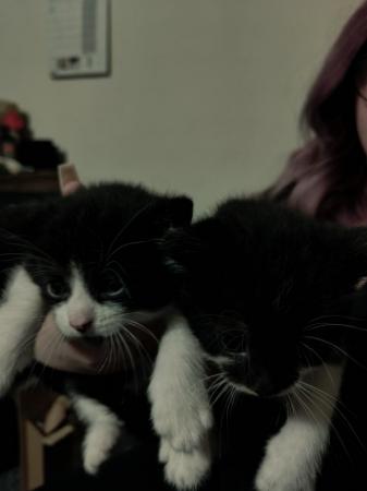 Image 2 of Black and white kittens