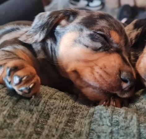 Image 6 of Miniature dapple dachshund