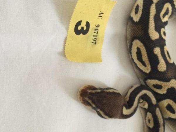 Image 6 of Pastel Mojave het ghost baby ball python