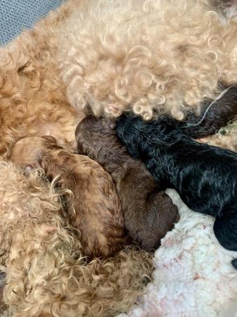 Image 3 of Stunning Five Star F2 Cockerpoo Pups - Or Sensible Offers