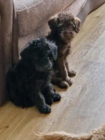 Image 1 of HOME NOW FOUND toy poodle puppies available now