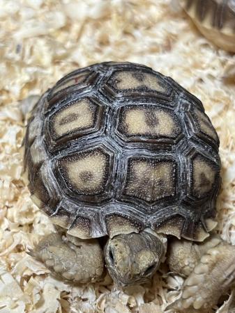 Image 7 of Uk bred Sulcata Tortoise Hatchlings