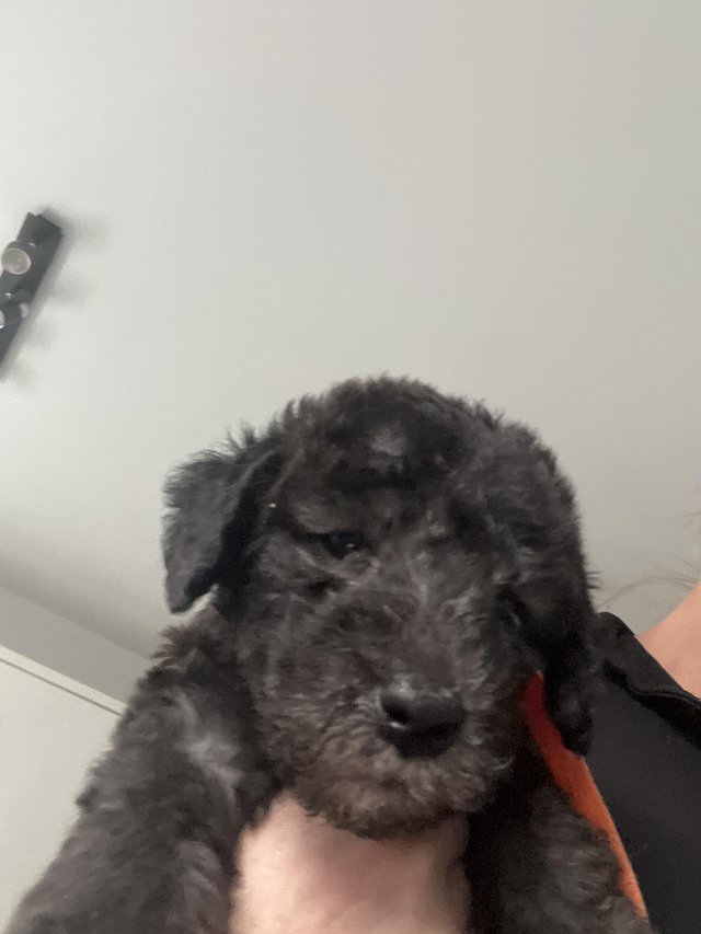 Preview of the first image of 6 week old bedlington terriers.