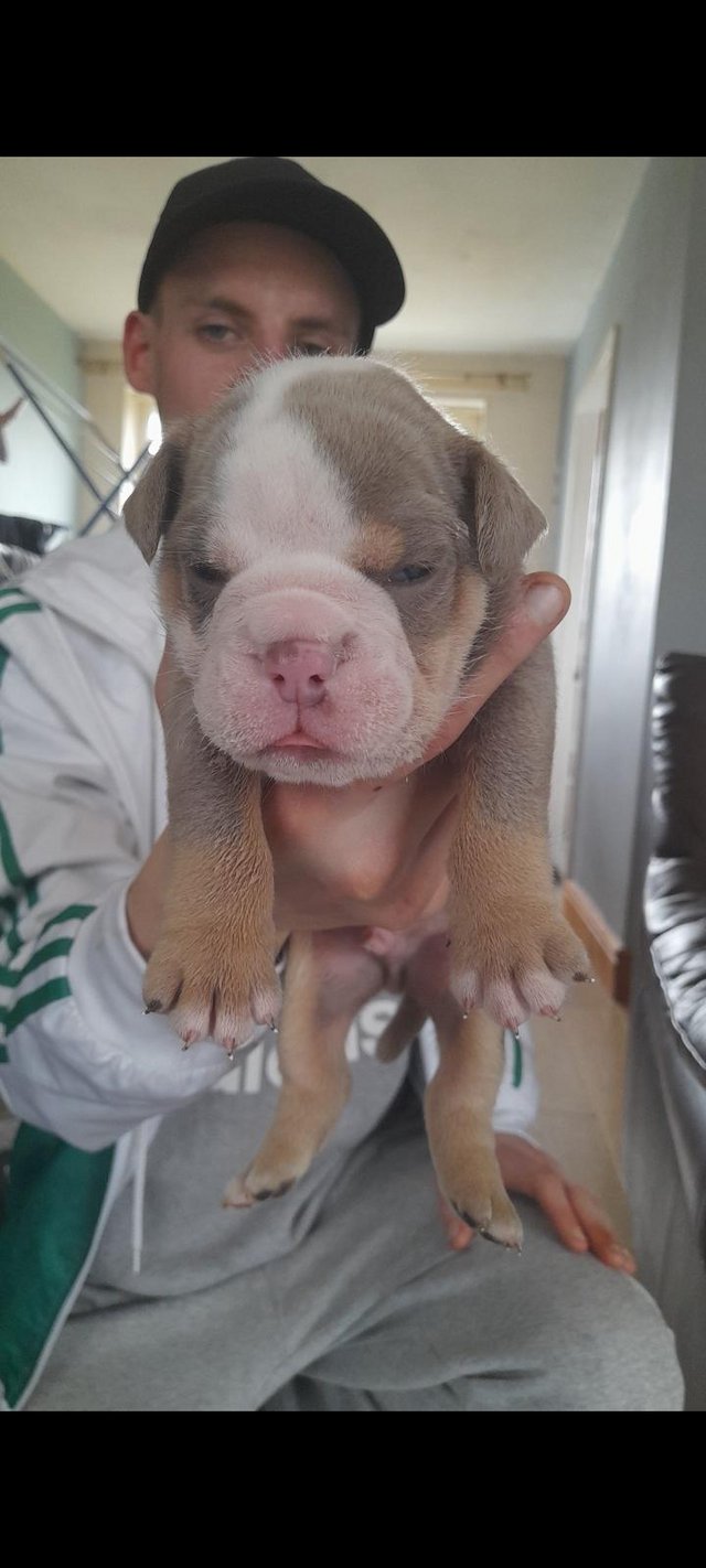 Preview of the first image of Old english bulldog pups sired by dual champion dax.