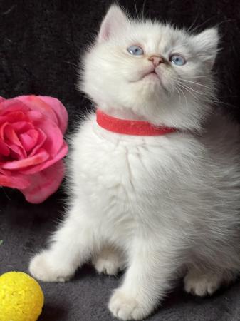 Image 4 of British shorthair Silver kittens