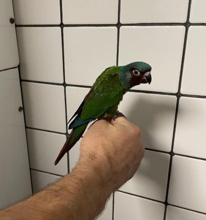 Image 4 of Hand Reared Baby Emma’s Conures £350 each