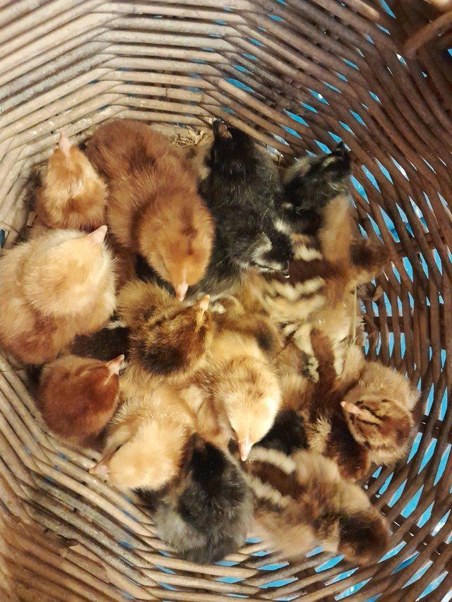 Preview of the first image of Pure breed Large Fowl chicks - no hybrids.