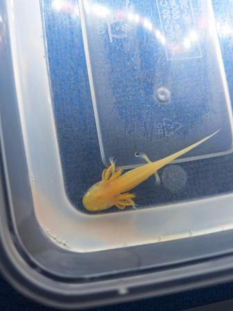 Image 1 of Young axolotls for sale