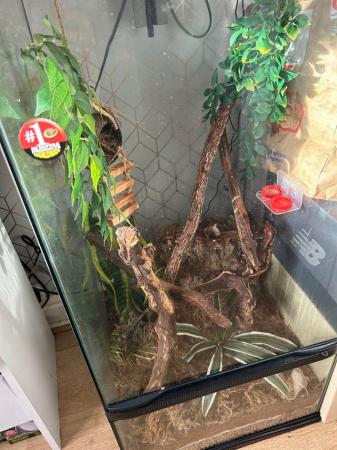 Image 5 of Crested gecko tank and accessories