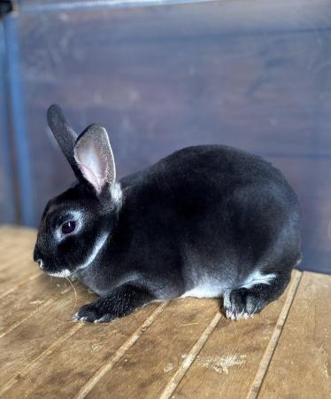 Image 6 of 3 Young Mini Rex Rabbits available 1 doe 2 bucks