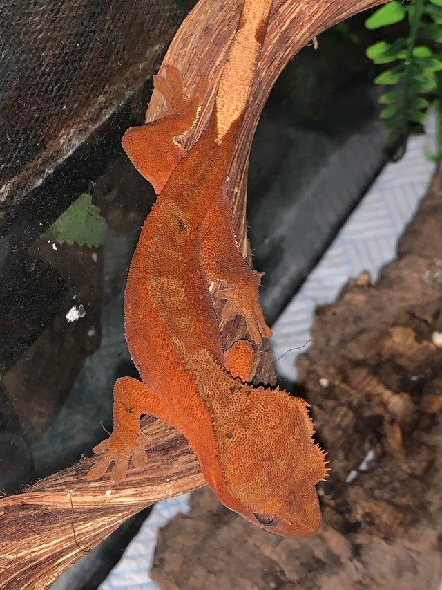 Preview of the first image of Various crested geckos for sale.