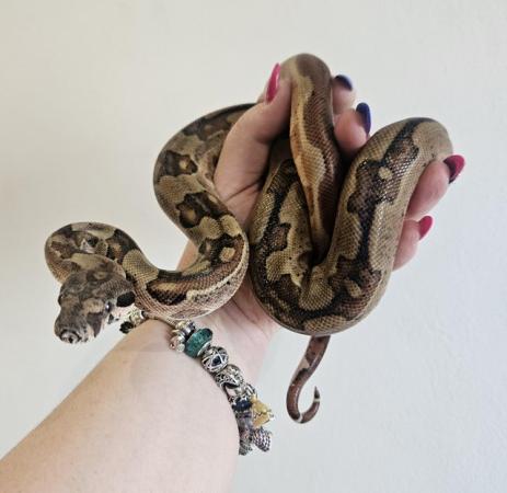 Image 5 of Stunning boa ready for rehoming