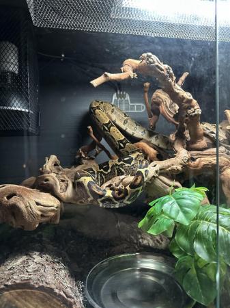 Image 1 of Female Boa Constrictor with full set up