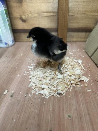Image 3 of French copper maran chicks