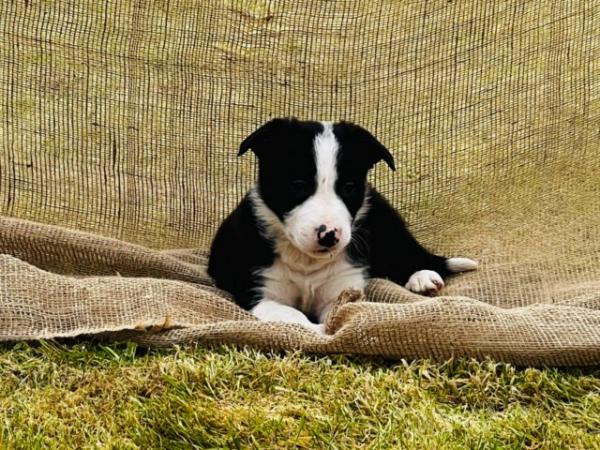 Image 9 of READY NOW One border collie girl puppy !!! One boy puppy !!!