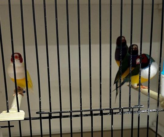 Image 2 of various 2023 bred Finches for sale