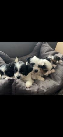 Image 17 of Very meautiful mini Biewer puppies for sale