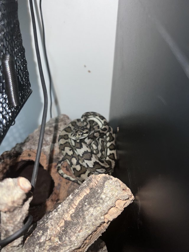 Preview of the first image of Carpet python less than a year old needing a new home.