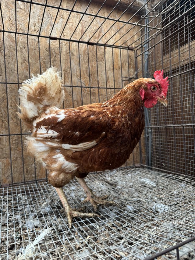 Preview of the first image of LOHMANN BROWN POINT OF LAY HENS.