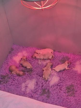 Image 4 of 6 Poochon puppies 4 girls 2 boys