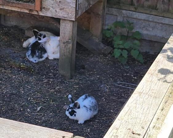 Image 9 of 5 Beautiful and friendly white and black & white bunnies