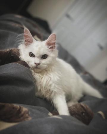 Image 7 of Pure white Maine coon kitten male