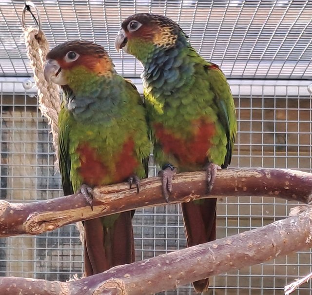 Preview of the first image of 2023 Blue throated conures.