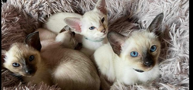 Image 29 of Exceptionally beautiful and silky soft GCCF siamese kittens