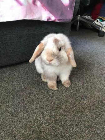Image 3 of 1 year old mini lop male rabbit