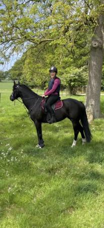 Image 1 of 15hh Mare - Available for full loan