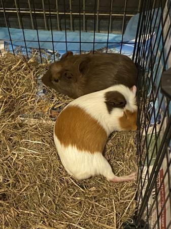 Image 3 of 2 x gorgeous 8 month old Guinea Pigs for sale
