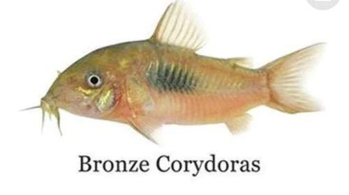 Image 4 of Bronze Cory Catfish £2.50 each or £10 for 6