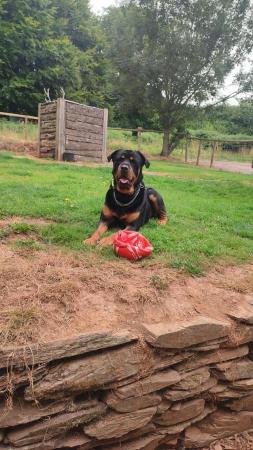 Image 3 of Male rottwileer called Rudy needs a good home