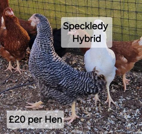 Image 9 of POL Hybrid Hens & Pure Breed Bantams for sale