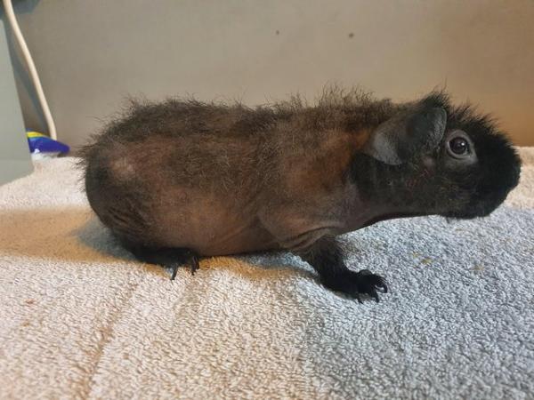 Image 3 of Werewolf guinea pig skinny boar