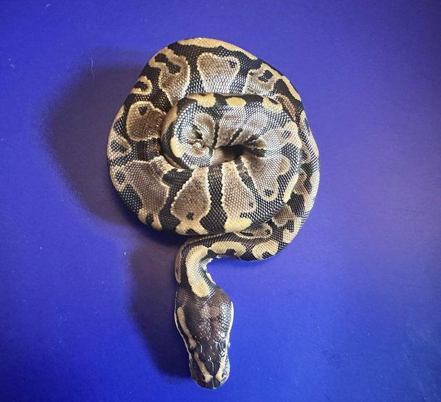 Preview of the first image of Normal het albino royal python hatchling.