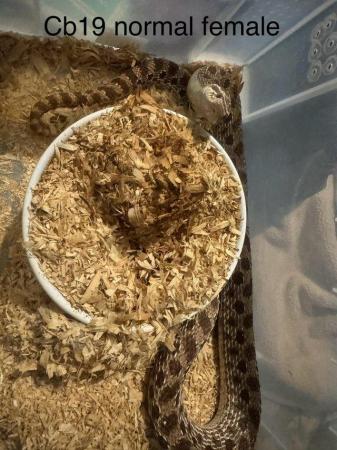 Image 9 of Hognose snake for sale (Collection only)