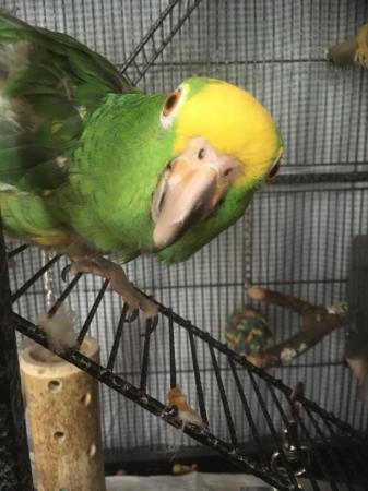 Image 3 of Green Amazon parrot for sale, requires experienced owner