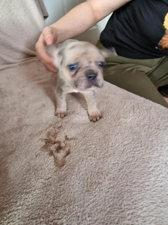 Image 2 of Frenchbull dog male puppies for sale 8 weeks old
