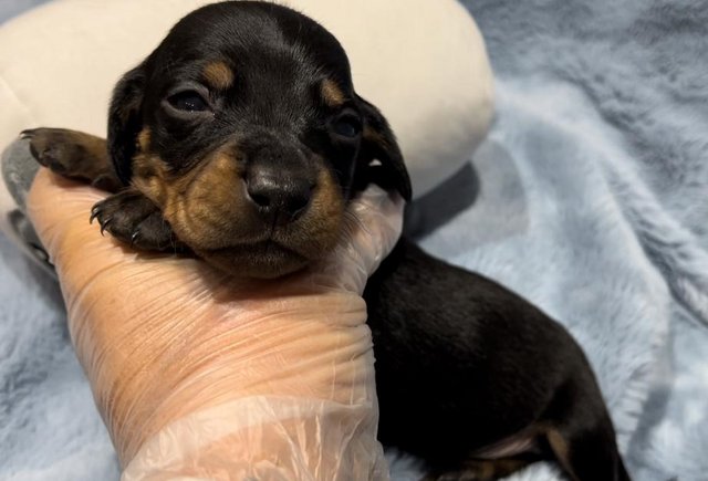 Image 8 of Mini dachshund puppies silver blue dapples black tan