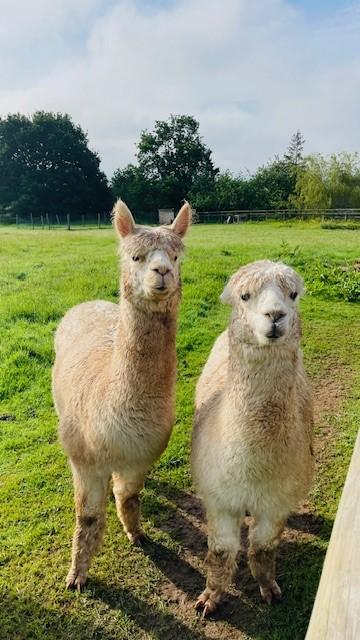 Preview of the first image of 3 x Huacaya Alpacas. 2 breeding females and 1 male.
