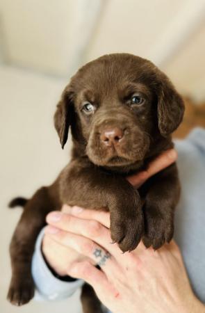 Image 6 of £750 Chocolate Labradors